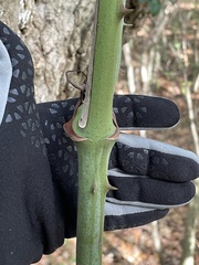 Smilax bona-nox
