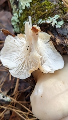 Pleurotus ostreatus