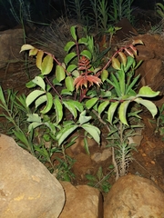 Sclerocarya birrea caffra