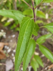 Eupatorieae