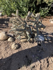 Cylindropuntia