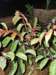 Sclerocarya birrea caffra