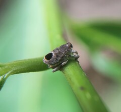 Copturomimus