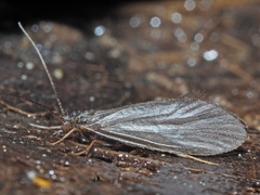 Lepidostomatidae