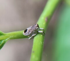 Copturomimus