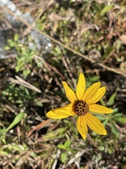 Helianthus heterophyllus