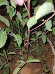 Sclerocarya birrea caffra