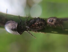 Antiteuchus