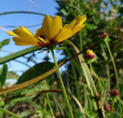 Coreopsis basalis