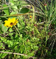 Coreopsis basalis