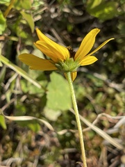 Helianthus heterophyllus