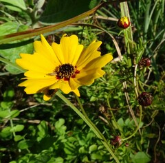 Coreopsis basalis