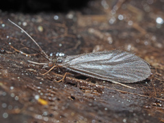 Lepidostomatidae