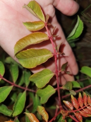 Sclerocarya birrea caffra