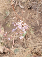 Limonium gmelinii