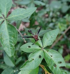 Zeta argillaceum
