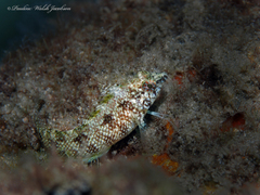 Malacoctenus macropus