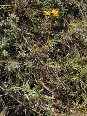 Helianthus heterophyllus