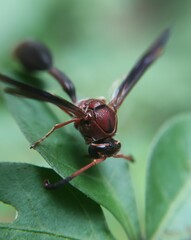 Zeta argillaceum