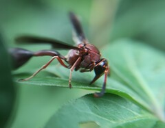 Zeta argillaceum