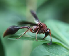 Zeta argillaceum