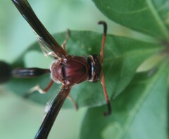 Zeta argillaceum