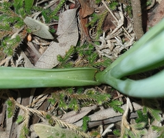 Albuca virens virens