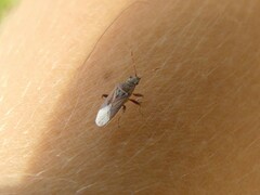 Rhypodes