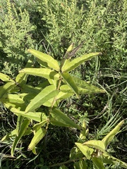 Asclepias viridis