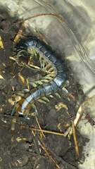 Scolopendra