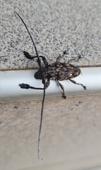 Steirastoma histrionicum