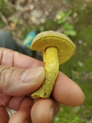 Retiboletus