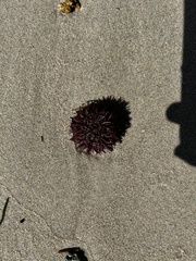 Echinometra lucunter