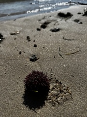 Echinometra lucunter