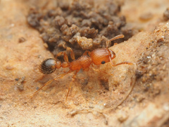 Tetramorium