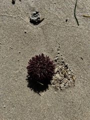 Echinometra lucunter