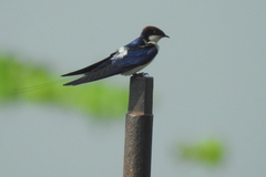 Hirundo smithii
