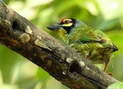 Psilopogon haemacephalus