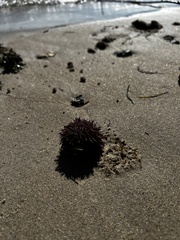 Echinometra lucunter