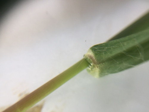 Rusvoji šerytė nuotrauka