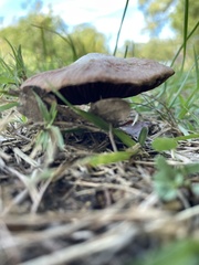 Agaricus arvensis