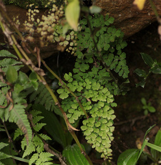Adiantum