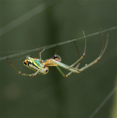 Leucauge