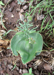 Eriospermum currorii