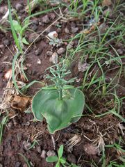 Eriospermum currorii