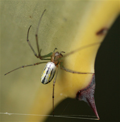Leucauge
