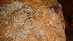 Hadenoecus subterraneus