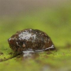 Physa