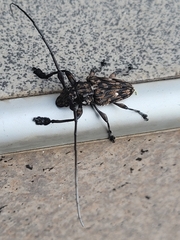 Steirastoma histrionicum