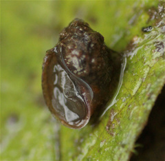 Physa